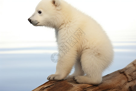 木桩上的北极熊宝宝背景图片