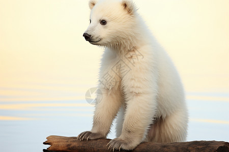 北极熊宝宝木头上的北极熊背景