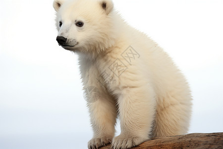 可爱的北极熊宝宝背景