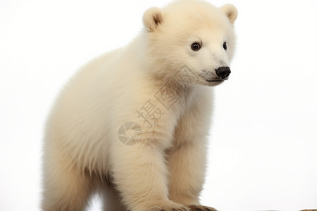 可爱的北极熊背景图片