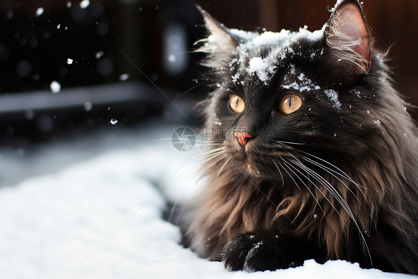 雪地中的黑色小猫图片