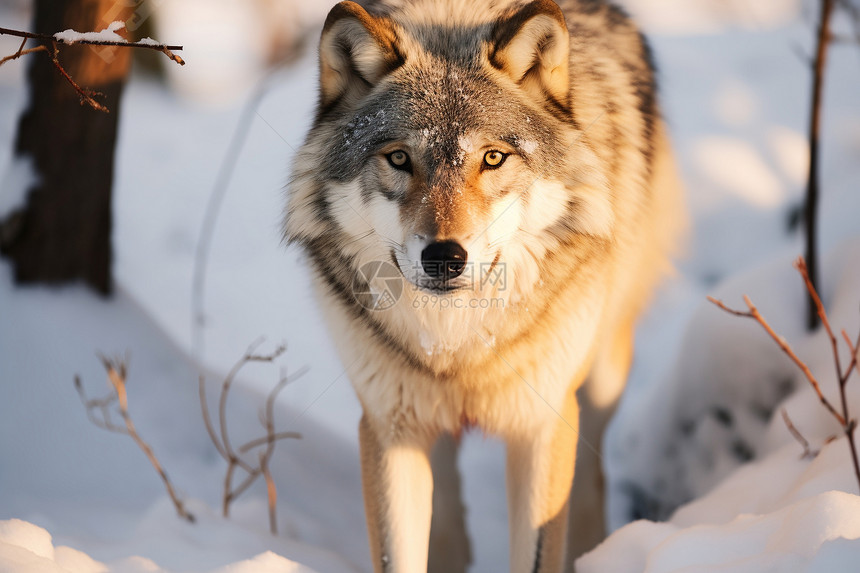 雪地中的野生狼图片