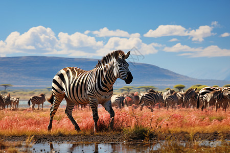 高原农场中的斑马群背景图片
