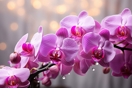 美丽绽放的蝴蝶兰花朵背景图片