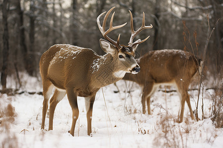 冬季雪地中的独角鹿高清图片