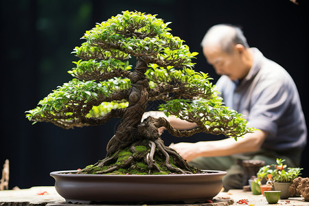 盆景植物的装饰背景图片