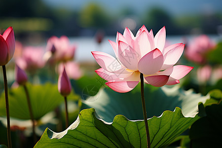 湖畔花朵背景图片