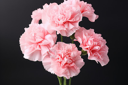 美丽的粉色康乃馨背景图片