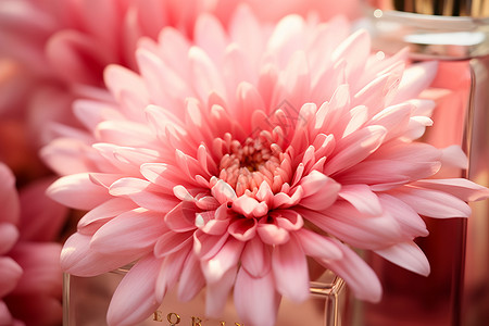 粉红雏菊盛开的粉色花朵背景