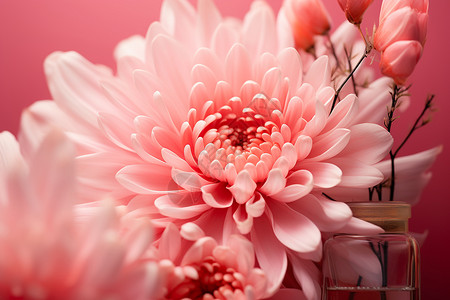 粉红雏菊粉色花瓶的花朵背景