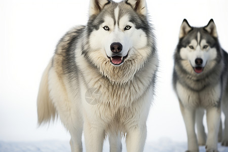 两只雪橇犬背景图片