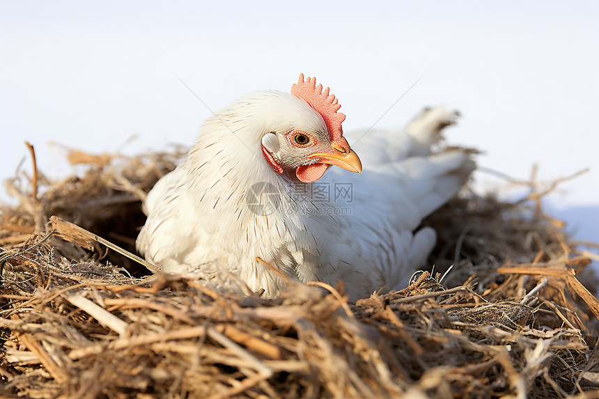 稻草堆里下蛋的母鸡图片