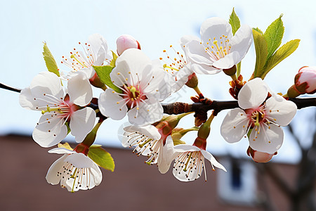 春日里的梨花盛开背景图片