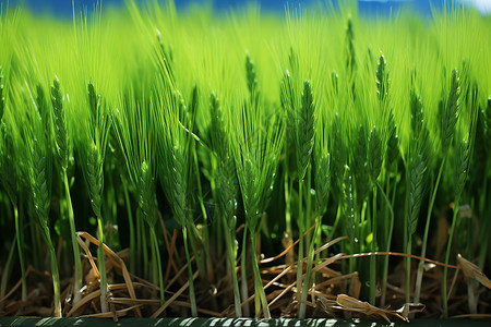 绿色稻田背景背景图片