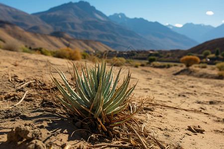 沙漠中一颗小植物背景图片