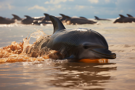 海洋中的海豚们背景图片