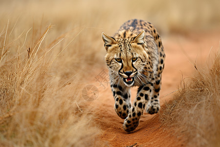 豹纹野生动物草原上行走的猎豹背景