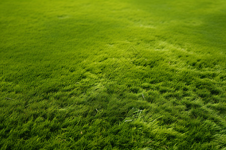 球场的草坪草皮围挡高清图片