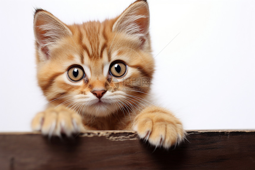 可爱的小猫趴在木板上图片