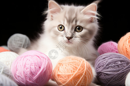 针织线毛线球里的小猫咪背景