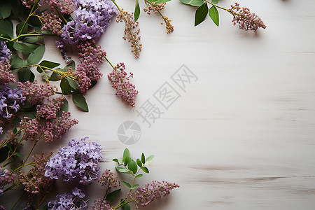 美丽的紫丁香背景图片