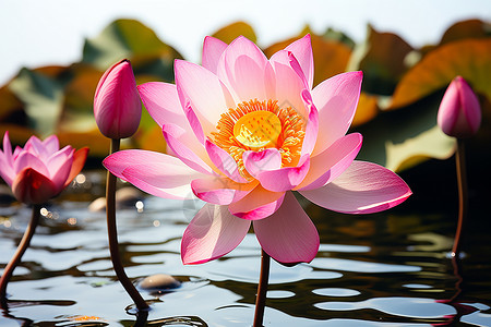 水上粉色花朵背景图片