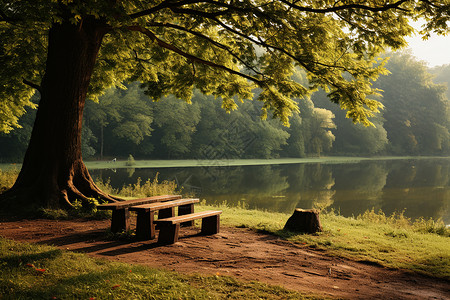 湖边树下的凳子高清图片
