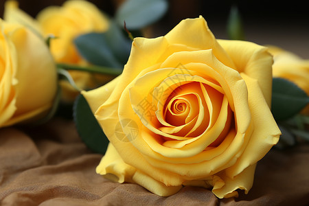 美丽浪漫的玫瑰花花朵背景图片