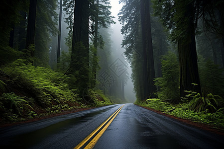 森林中神秘的道路背景图片