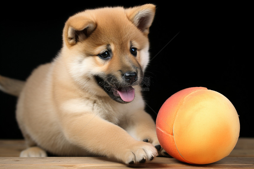 小球与小狗图片