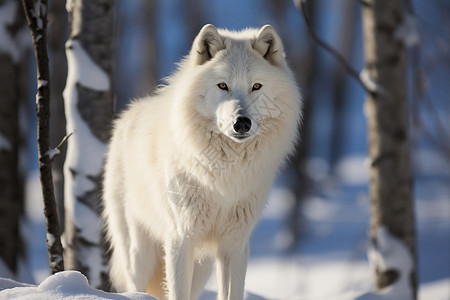 孤独的白狼背景图片