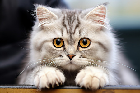 一只可爱的小猫咪背景图片