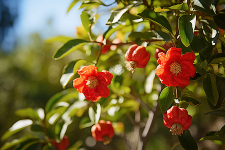 树木上的红花背景图片