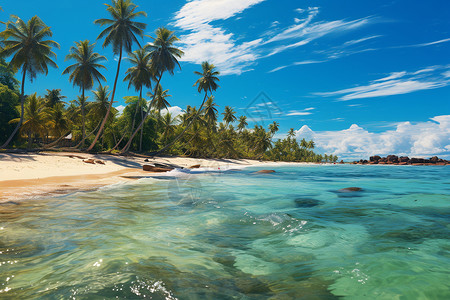 海滩上的椰林背景图片