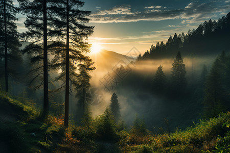 山脉日出中的森林背景图片