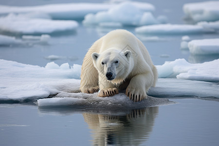 熊冰川海边的熊背景
