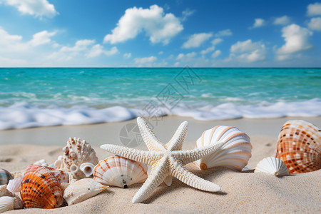 贝壳海滩珊瑚背景图片