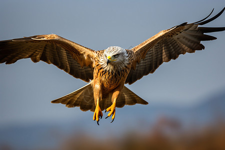 飞行禽类自由翱翔的猎鹰背景