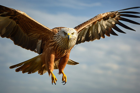 飞行禽类自由飞翔的老鹰背景