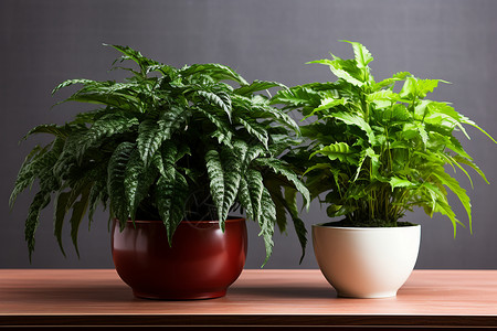 两盆植物放在桌上背景