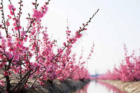 春日里的粉色花海背景图片