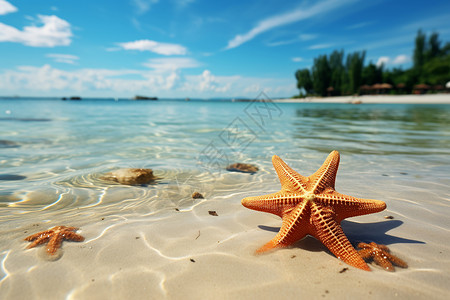 美丽海滩上的海星背景图片