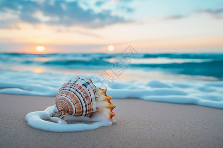 海滩上的一只贝壳背景图片