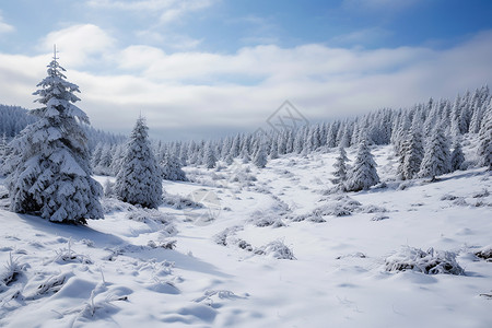 冬日晨曦的森林背景图片