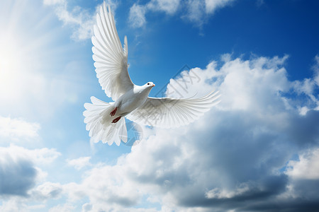 蓝天鸽子白鸟翱翔在蓝天背景