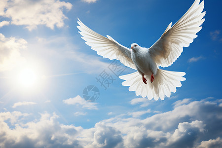白鸽在空中飞翔背景图片