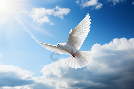 自由翱翔的鸽子背景图片