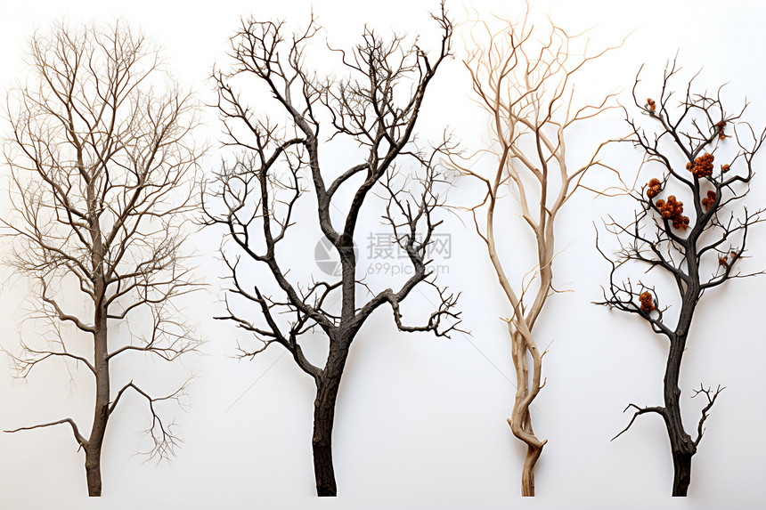 四种不同类型的树枝图片