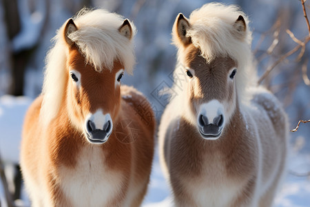 雪地里的两匹马背景图片