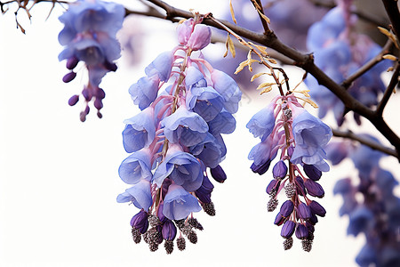 藤蔓上的紫藤花背景图片